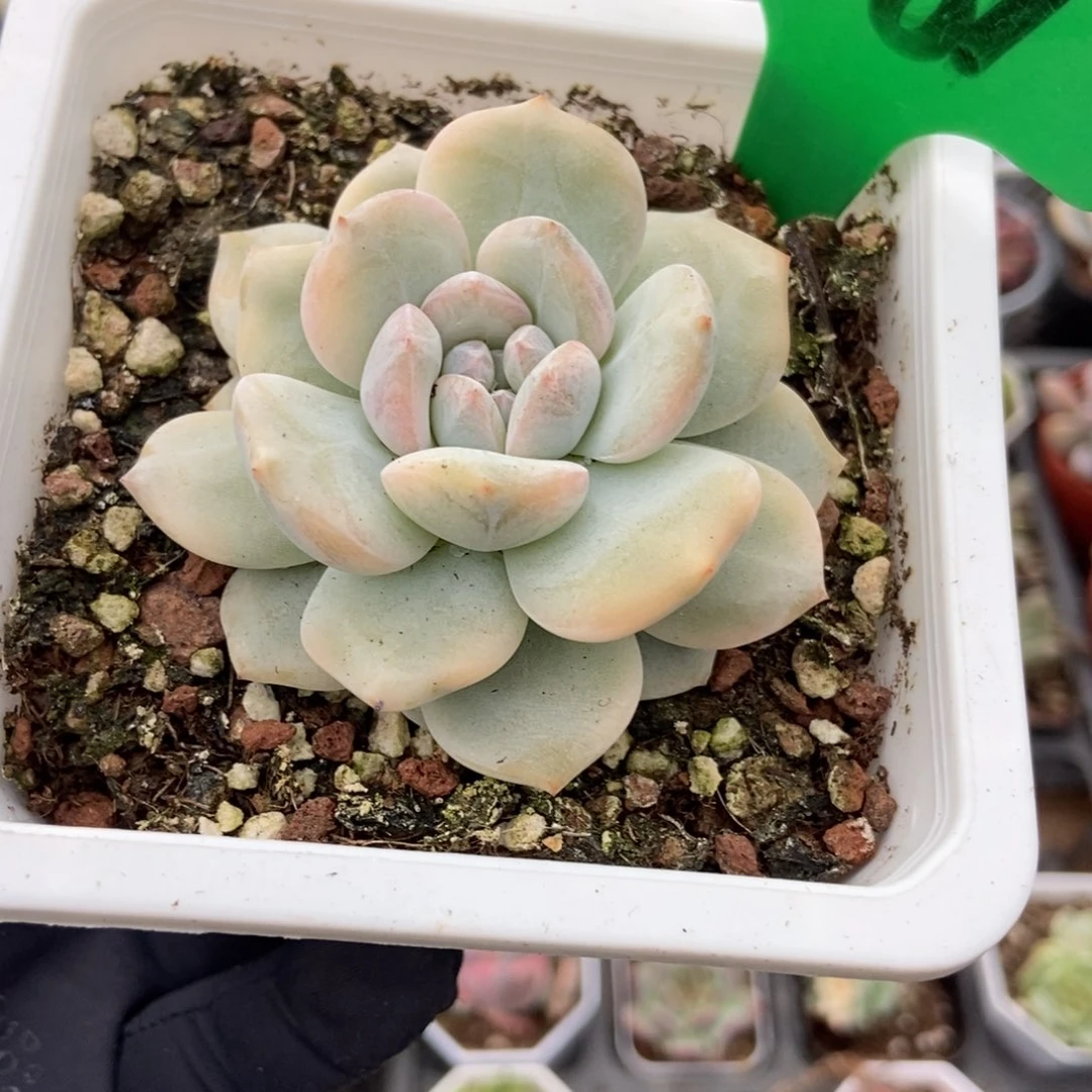1681梦露锦多肉植物保护