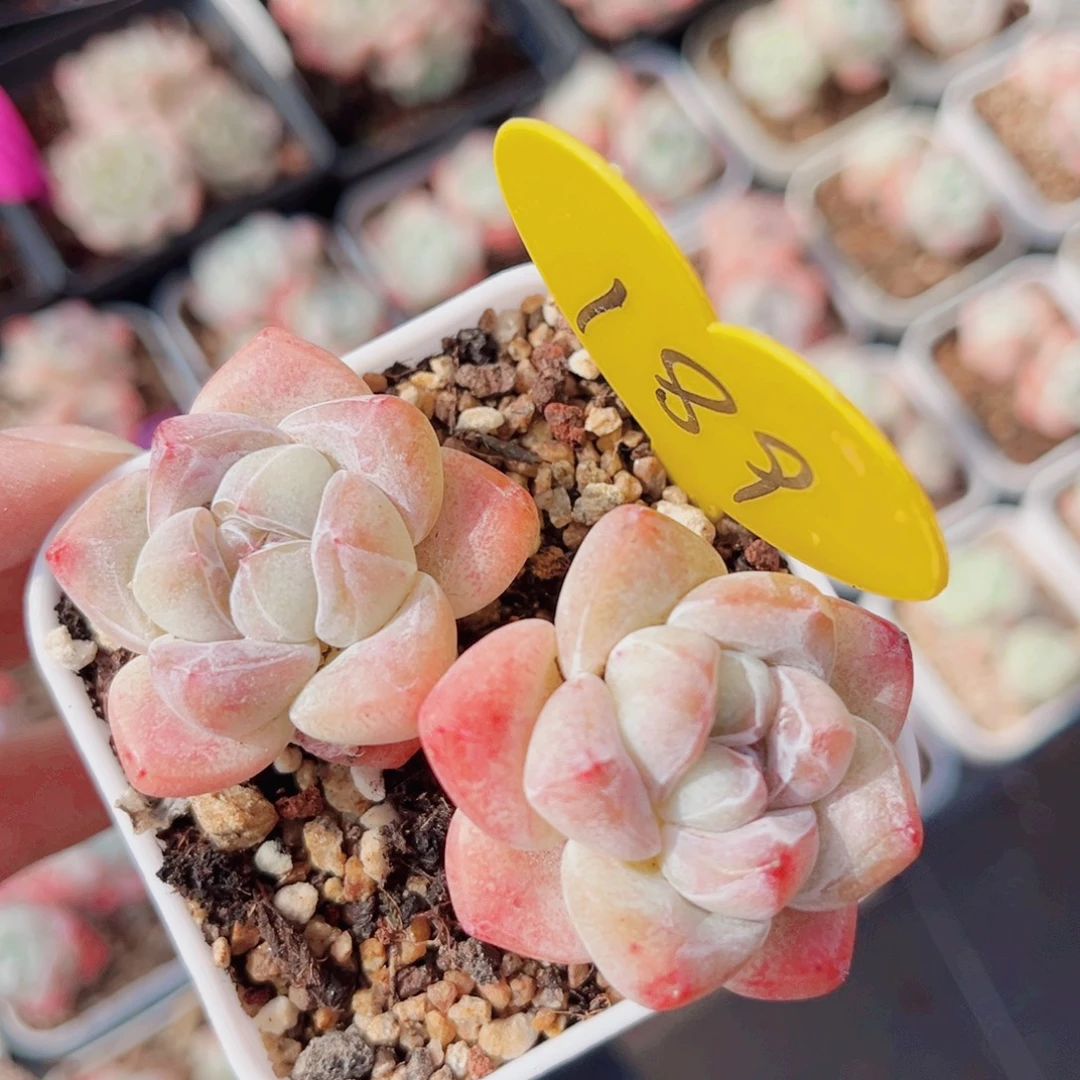 189号小老桩冰玉双头