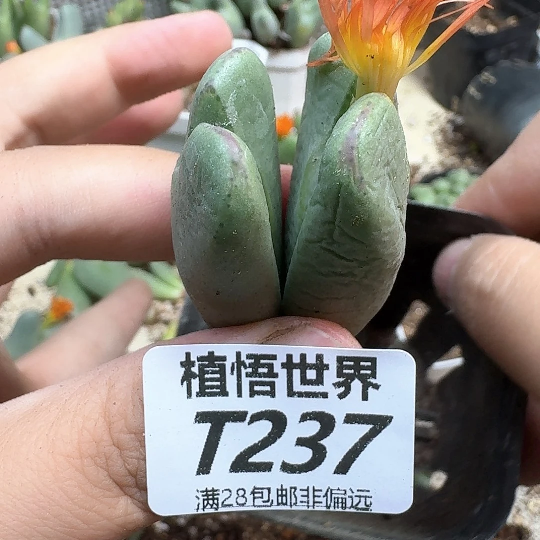 多肉W的人生的润泽ef