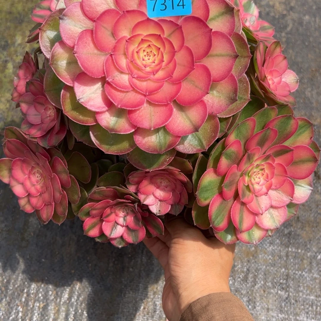 7314荔枝多肉多肉多肉多肉