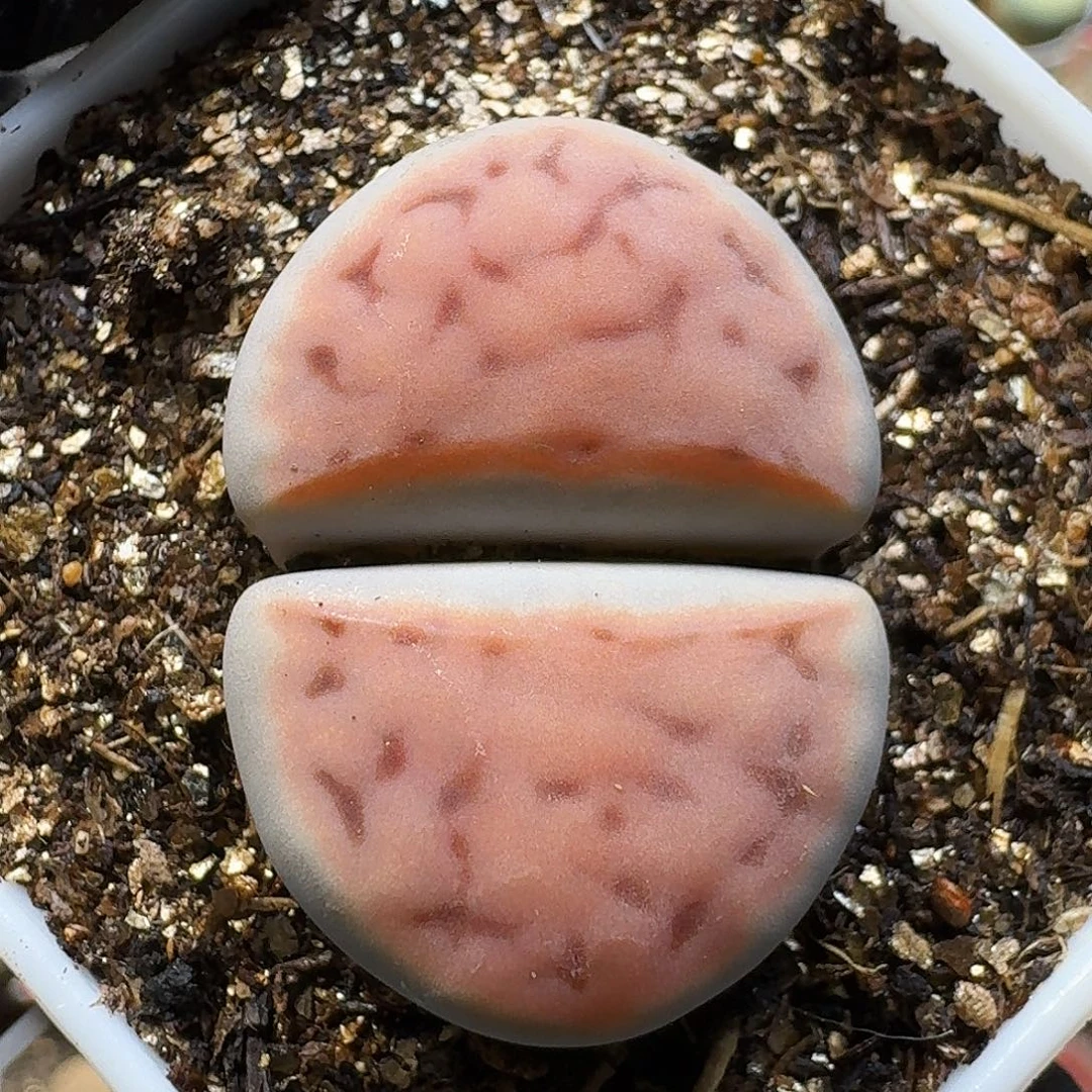 生石花111111。   202