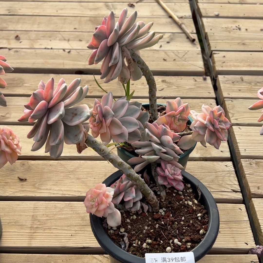 0344多肉植物组合盆栽