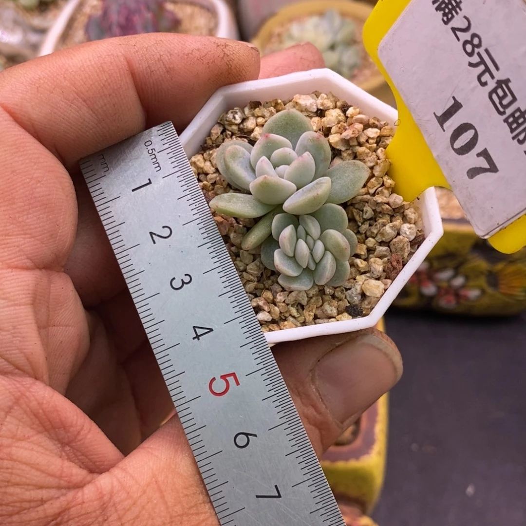 7107冰玉缀化多肉…………