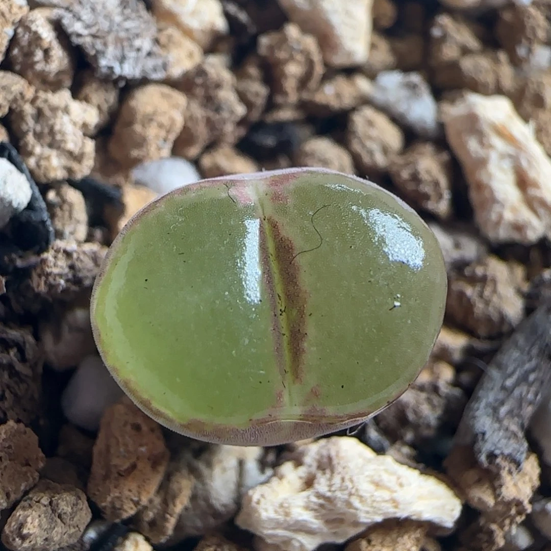 0411/三年半粉女/