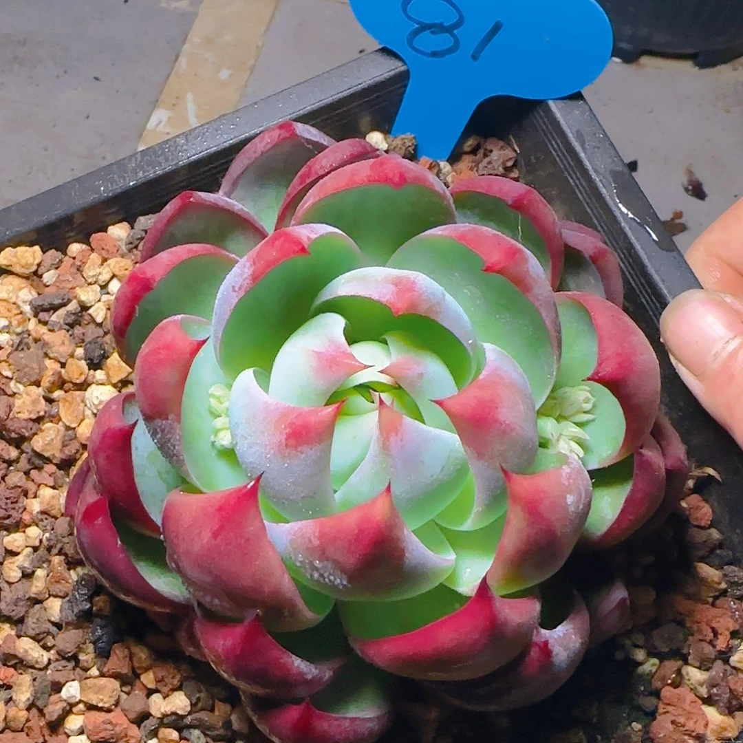 惊鸿仙子一物一拍81号