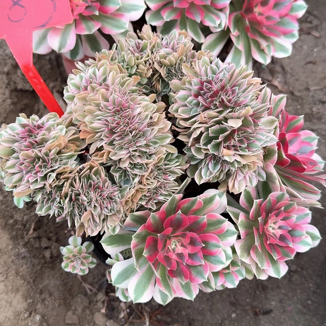 4183女巫缀化多肉法师