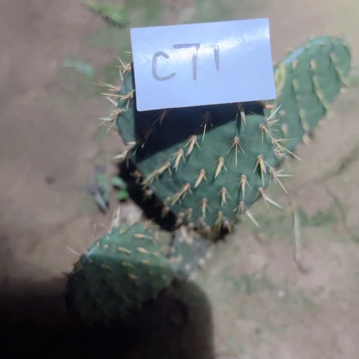十*姨C71仙人掌一颗45
