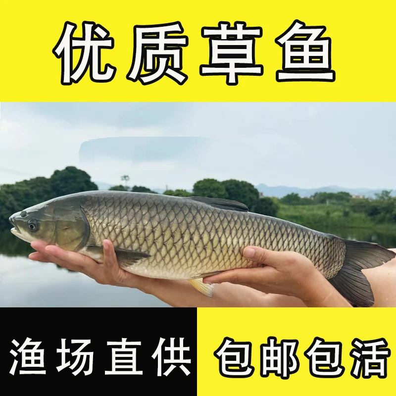 草鱼鱼 草皖鱼 大种草鱼 草混子