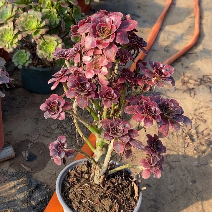 香奈儿9妖桩多肉植物