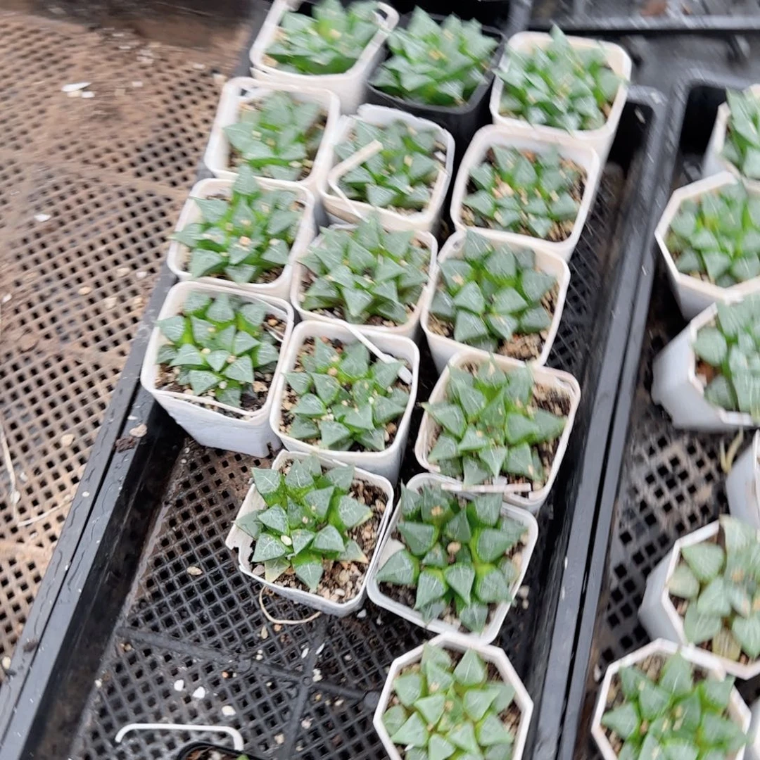 瑕疵木叶克多肉植物一颗