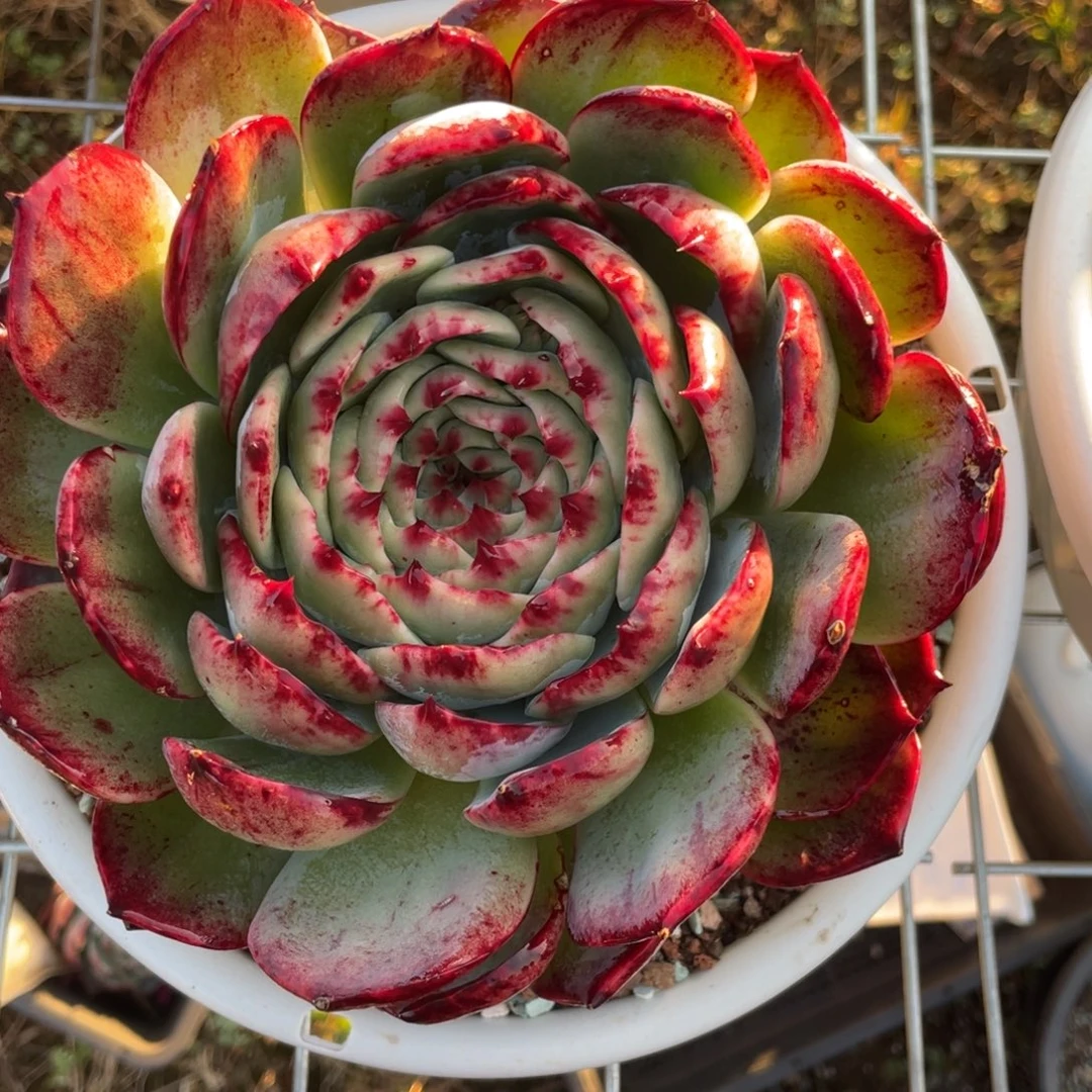 瑕疵福利冠服18左右