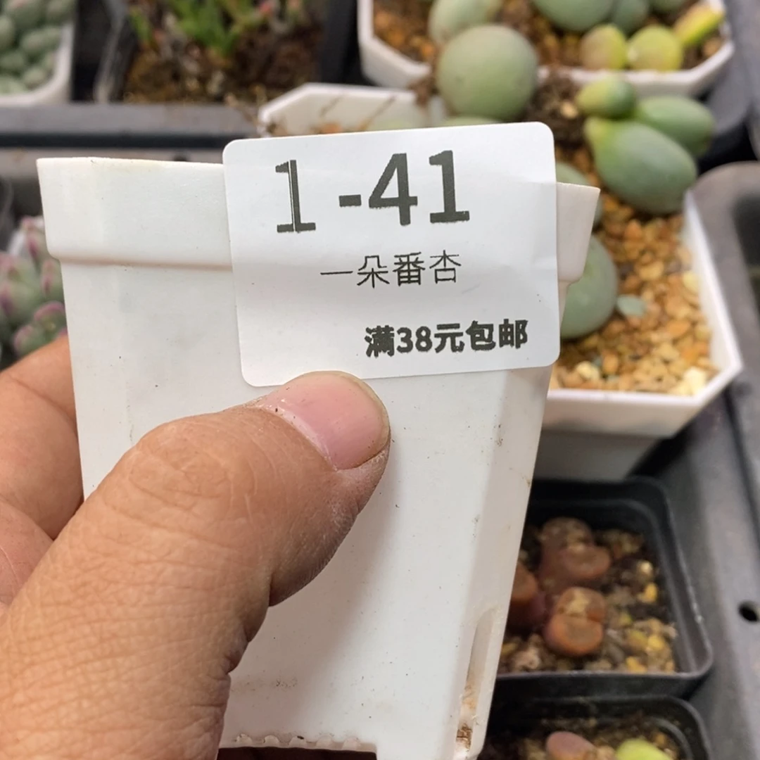 T****?5669666668666686868