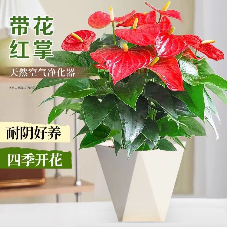 红掌盆栽室内植物四季开花好养净化空气桌面绿植花卉吉利好运