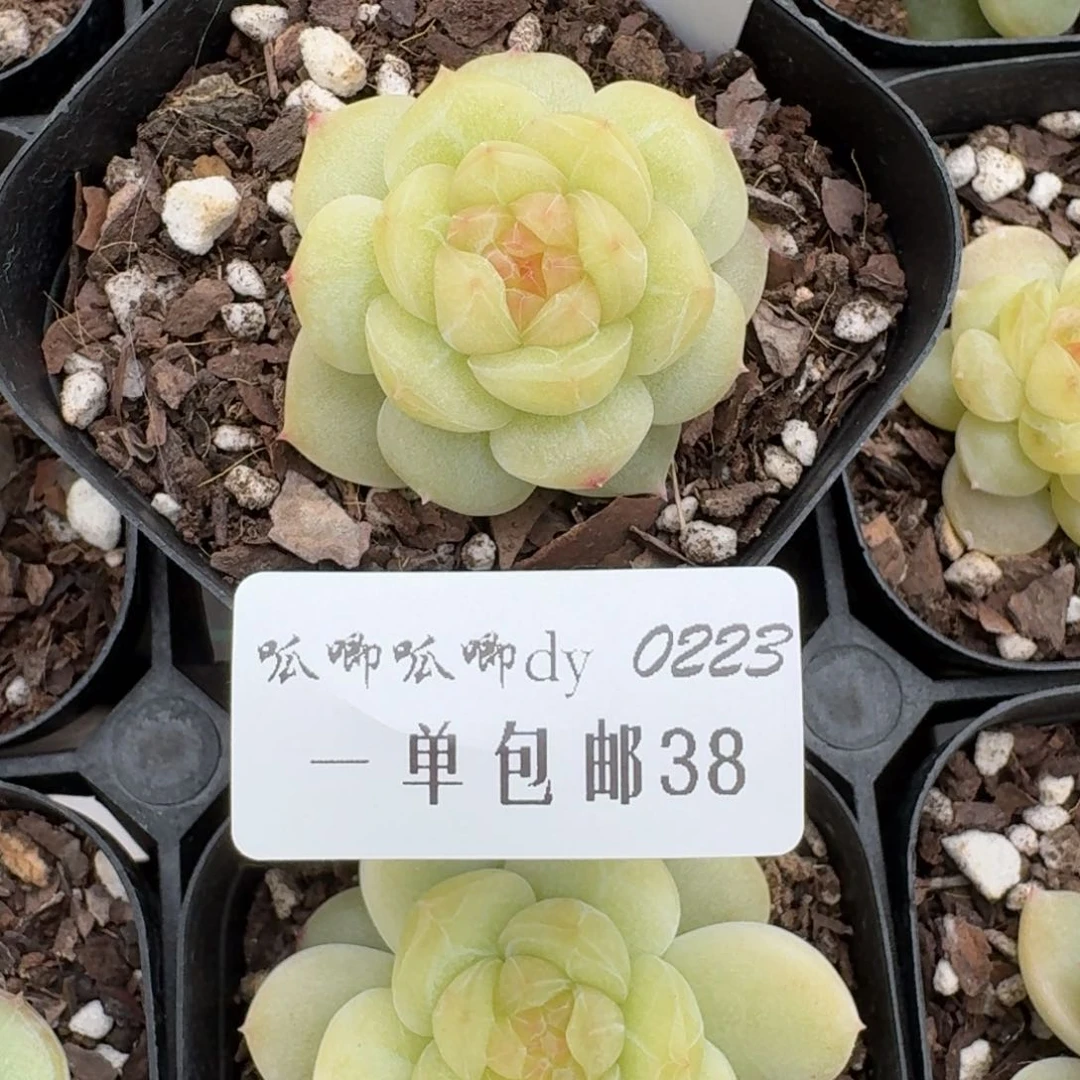 红陶泽*?0223-038-晴芸四单头