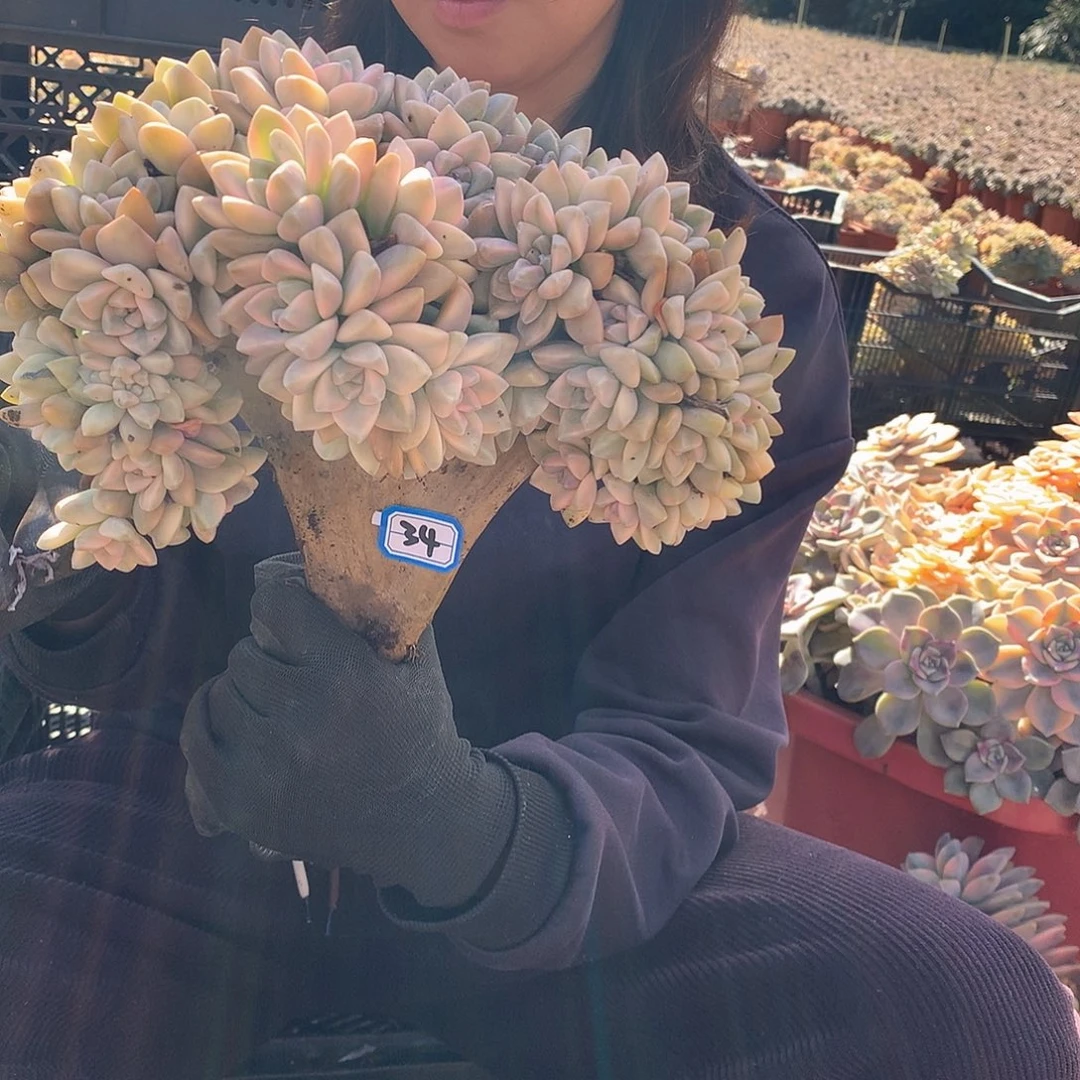 34 淡雪锦缀 一物一拍