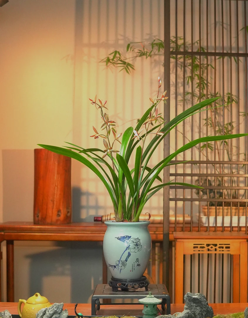 墨兰铭品小香【香美人】名贵兰花墨兰带花芽办公室阳台盆栽精品兰花