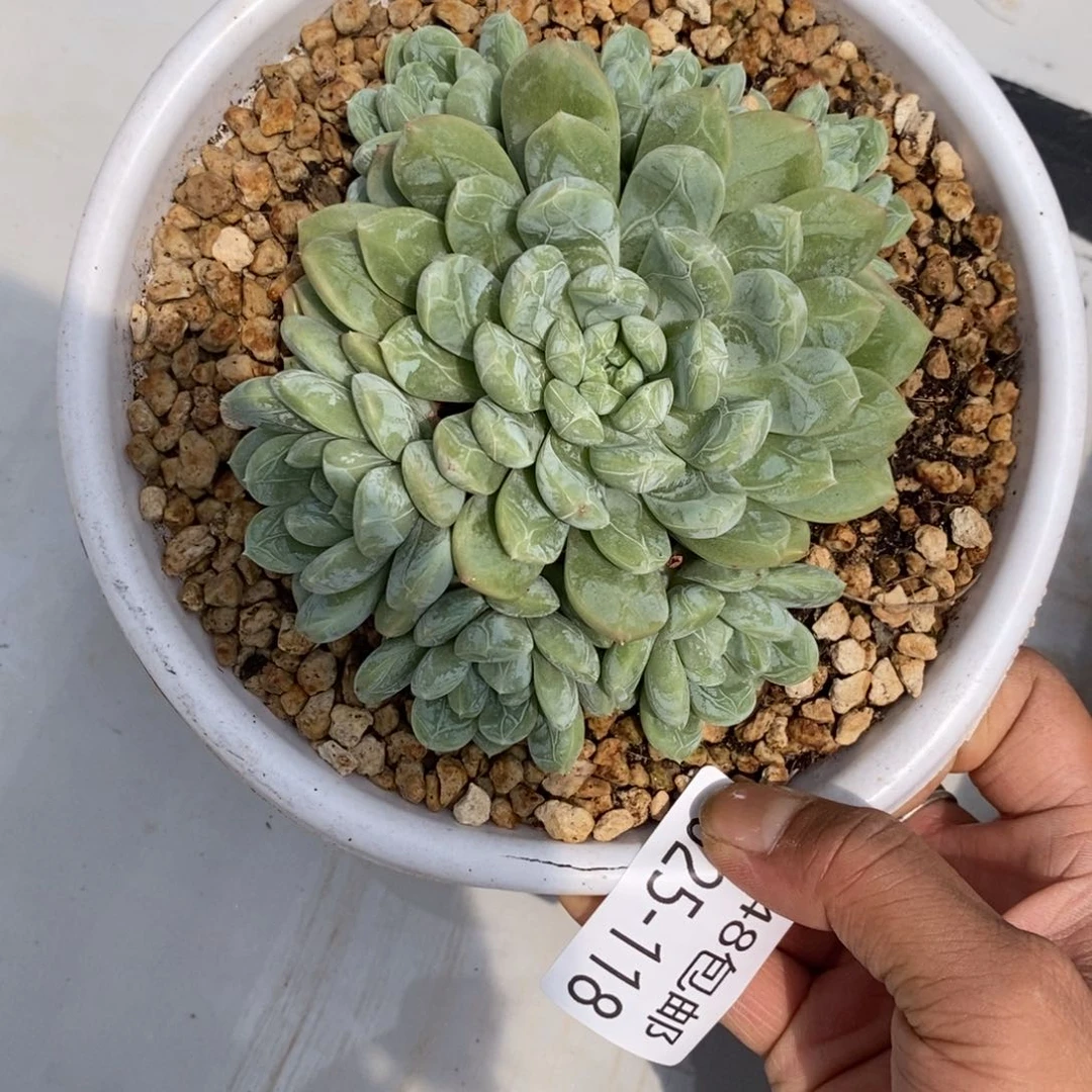 夏悦多肉0825-118百搭翡翠