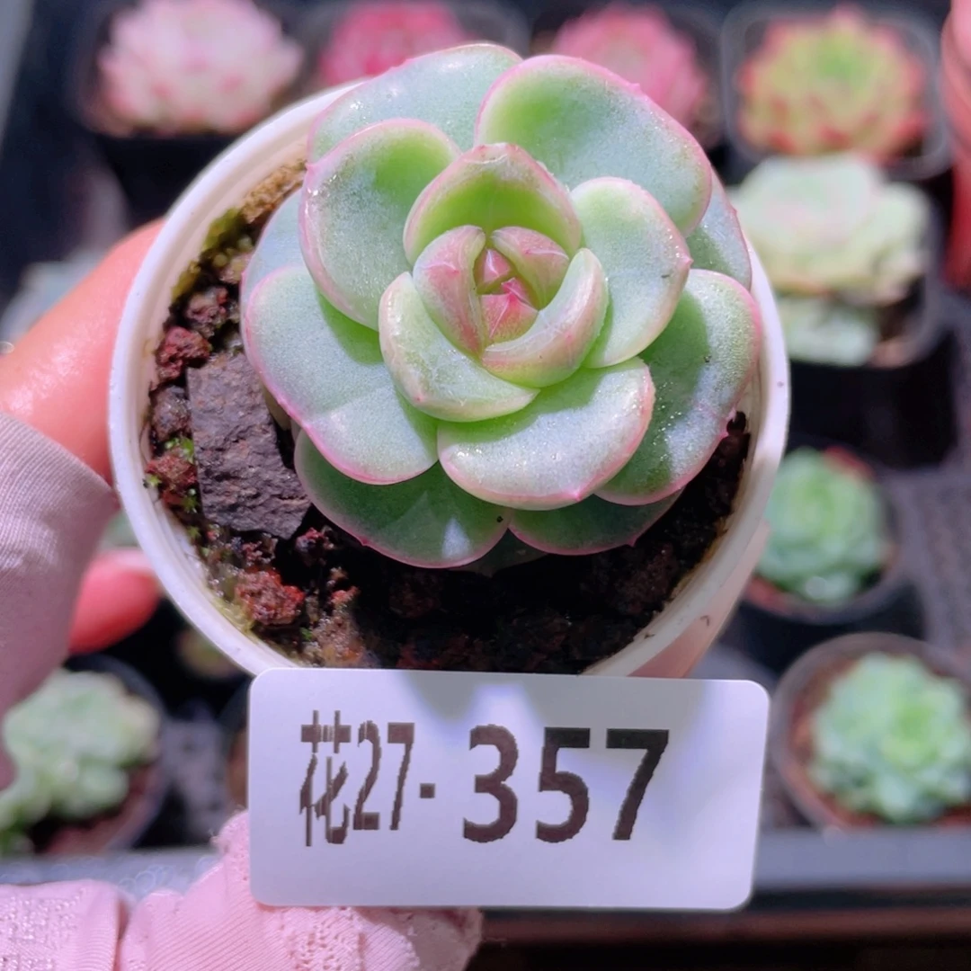 花利美27-357新品