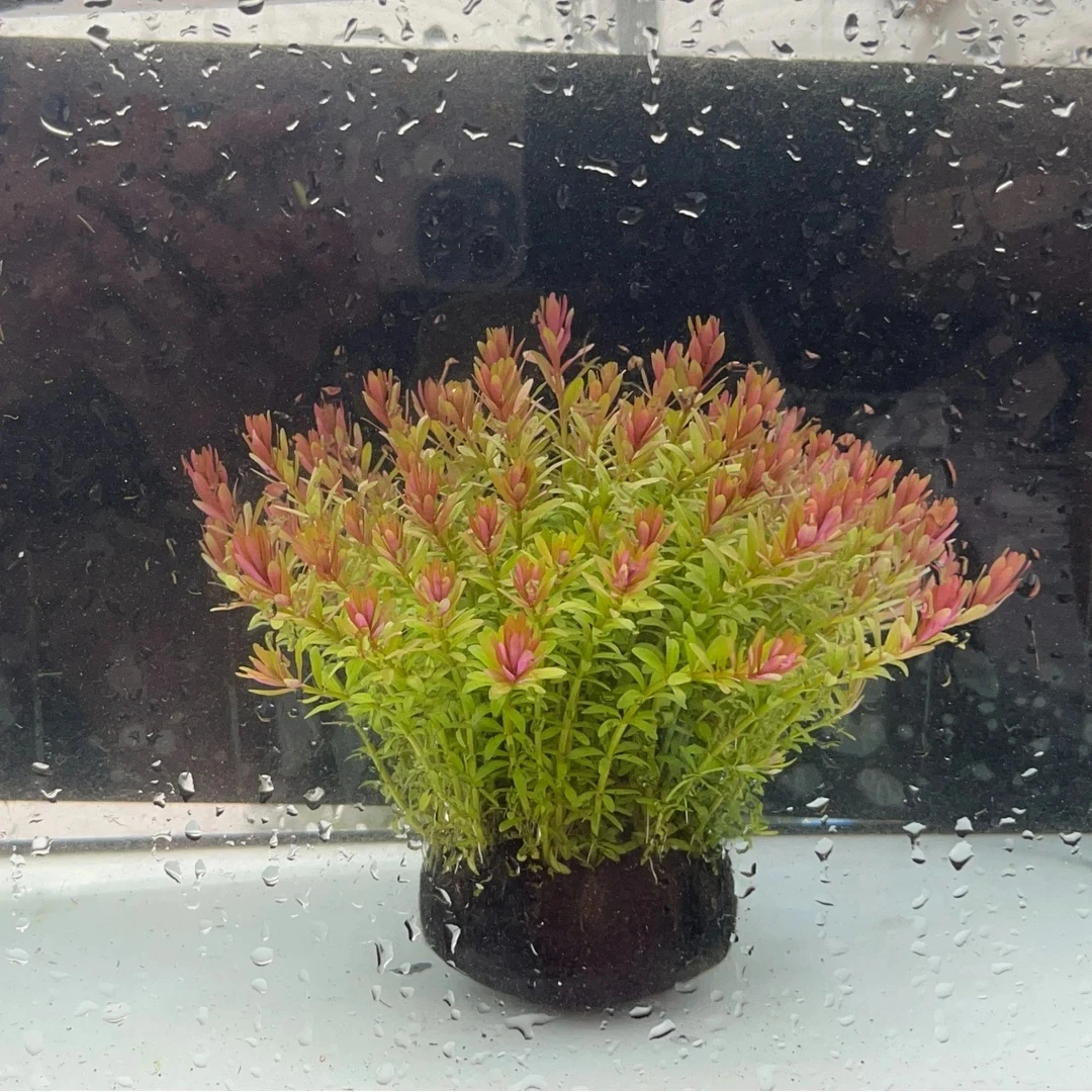 【净化水质】牛顿水草