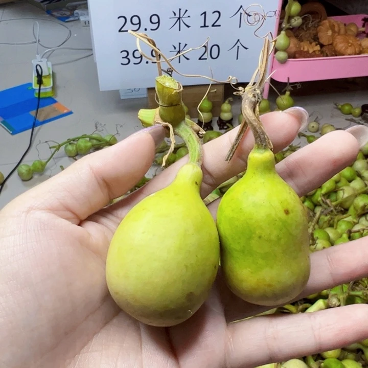葫芦中国大陆清*