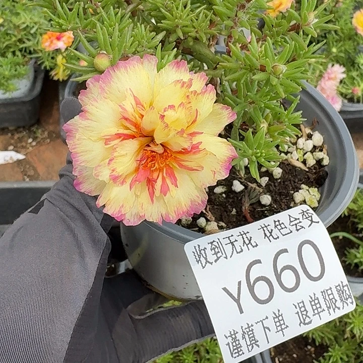 Y660量拍纸醉金迷超小苗花色会变盆口11cm