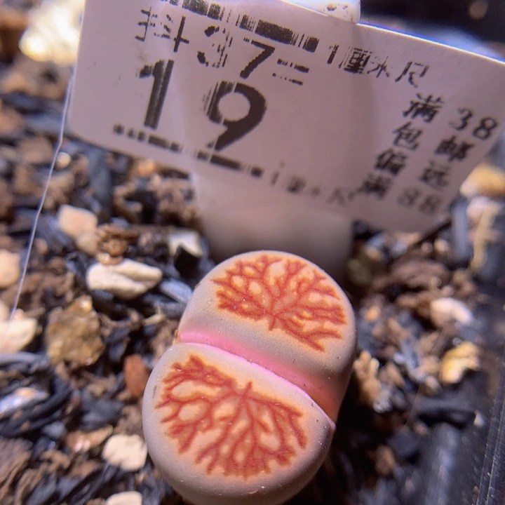 精品生石花多肉37.19