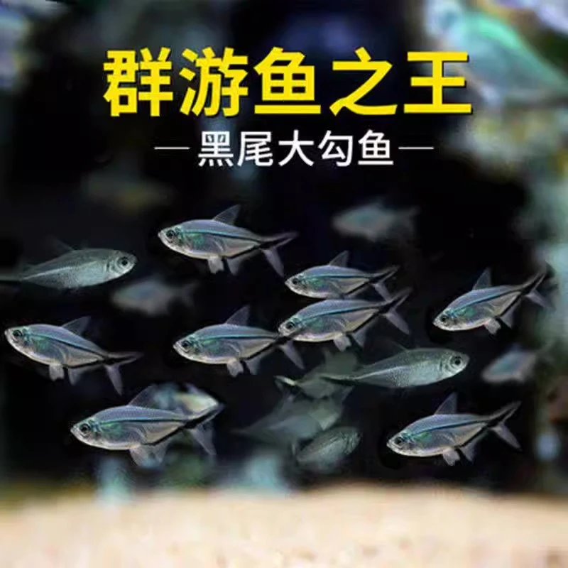 福利款    （3件包邮）