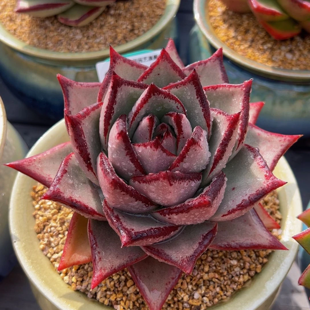 从前慢多肉精选编号0224.422