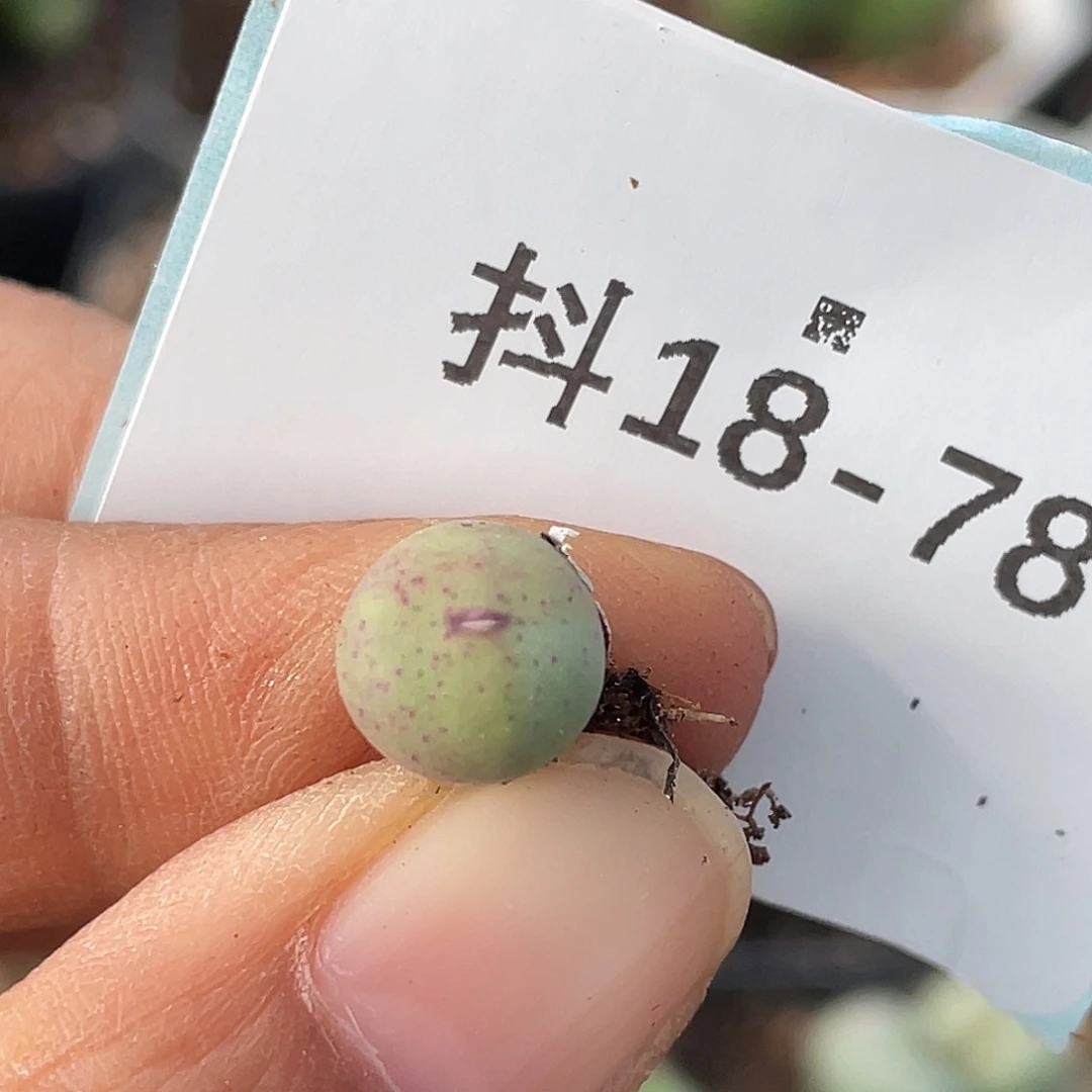 18-78紫嘴多肉植物