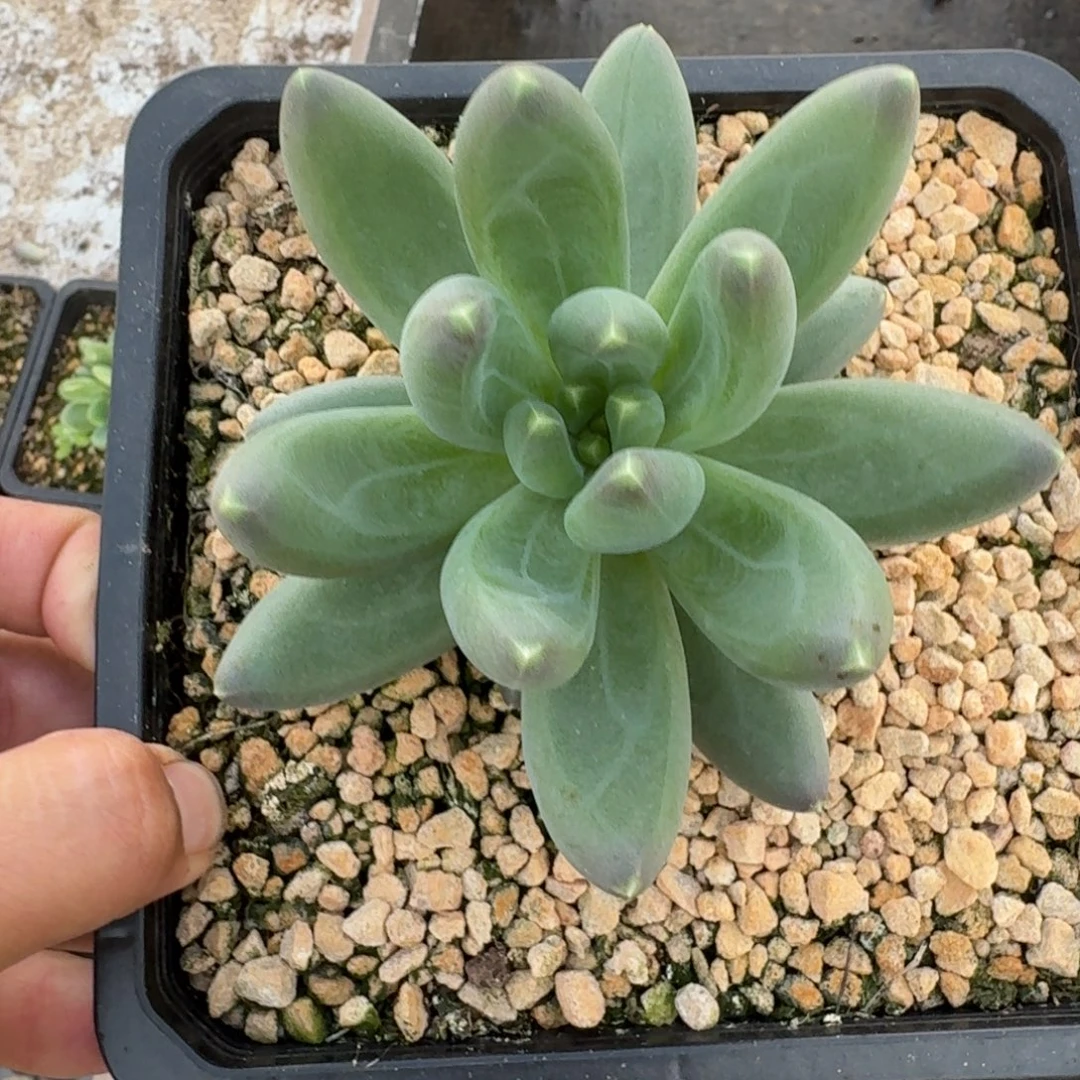 迷雾森林 单头  一物一拍