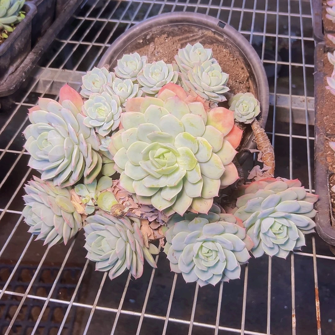 有瑕疵介意不要拍