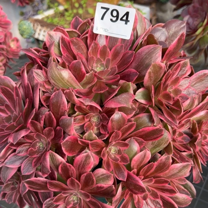 794浣纱25厘米左右