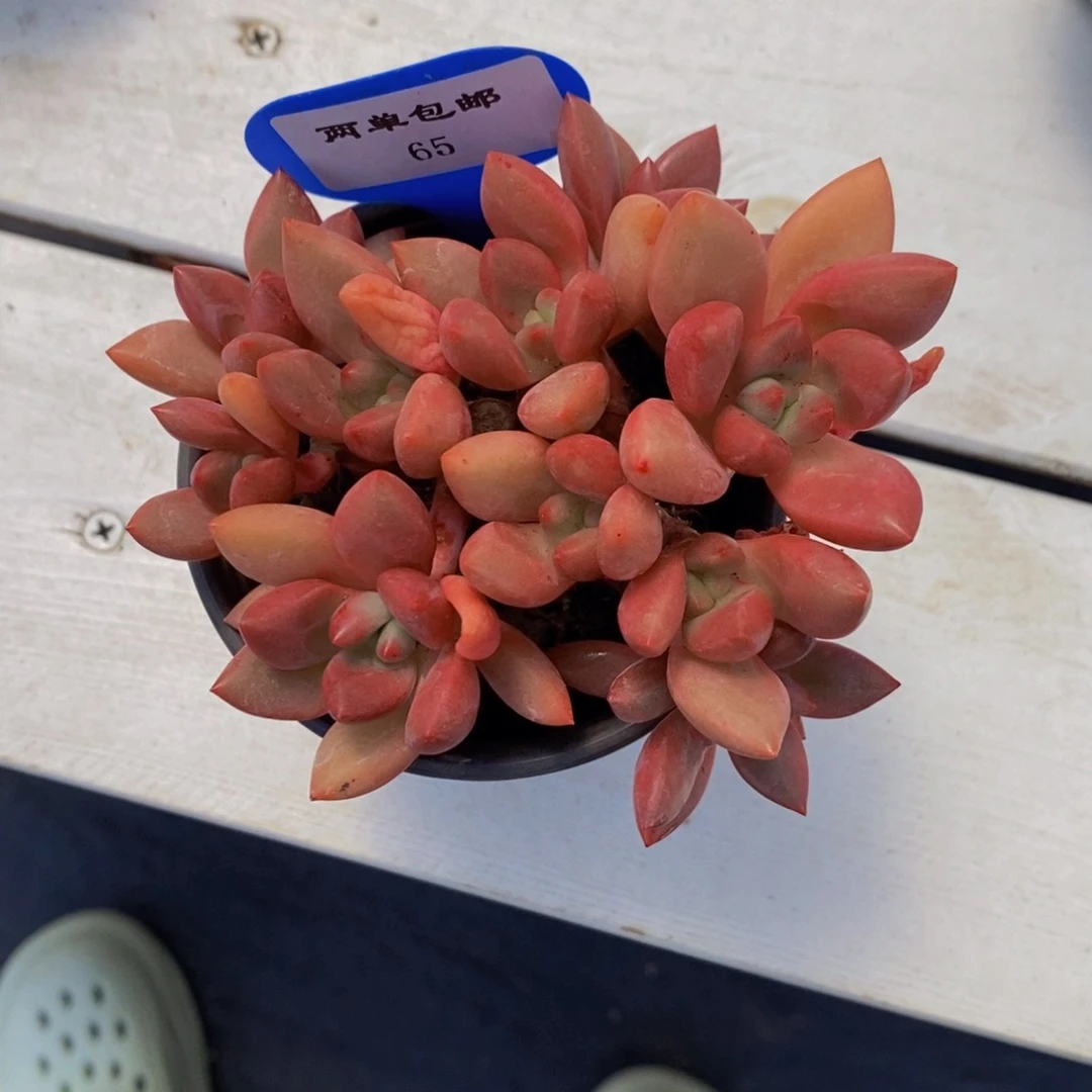 65-多头桃花源一个