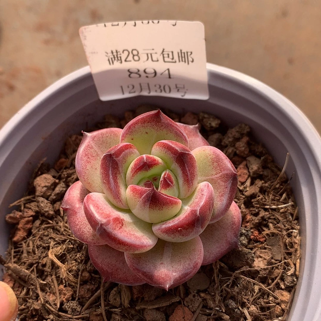 【闪购商品】云894号三厘米