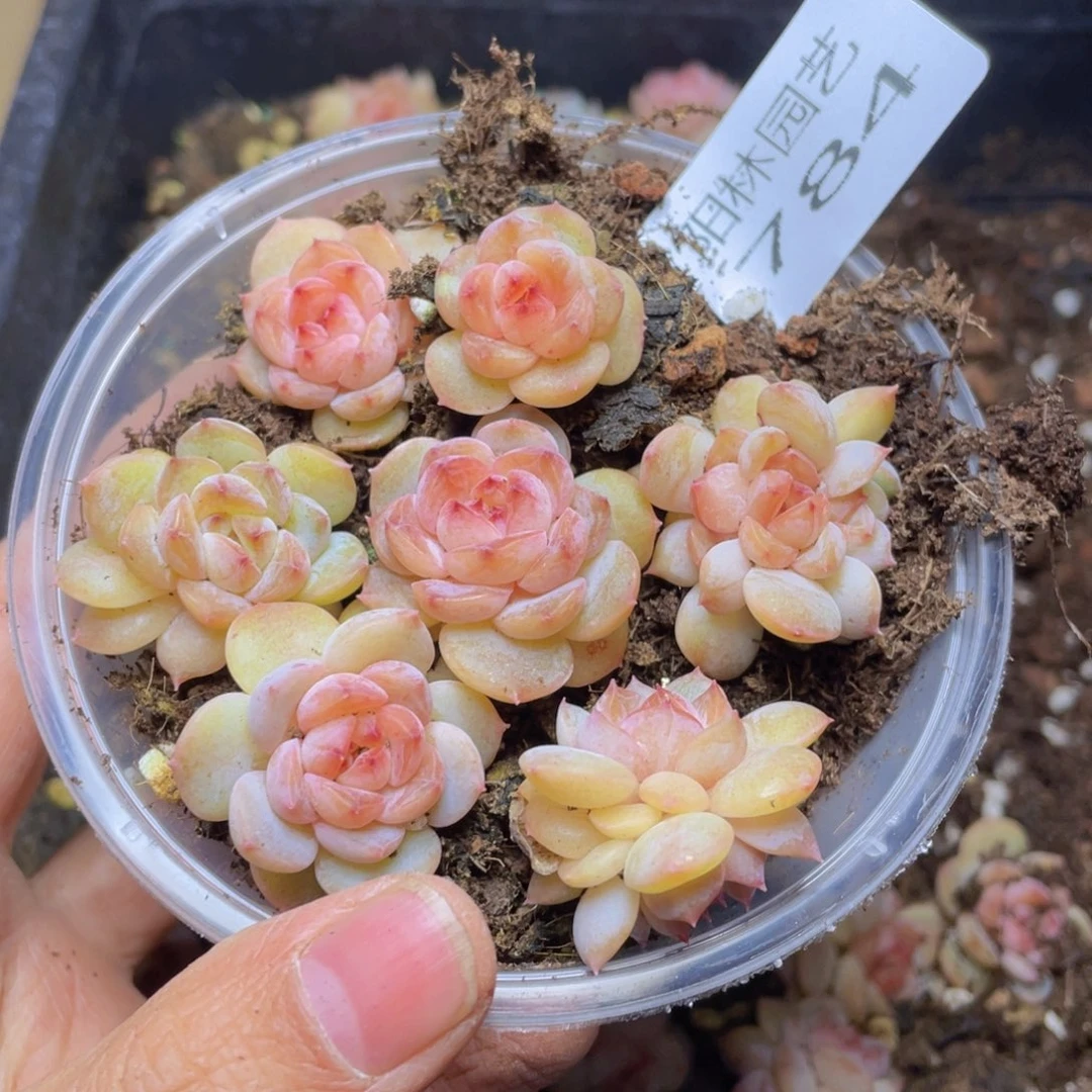 大*妮多肉植物多肉植物784