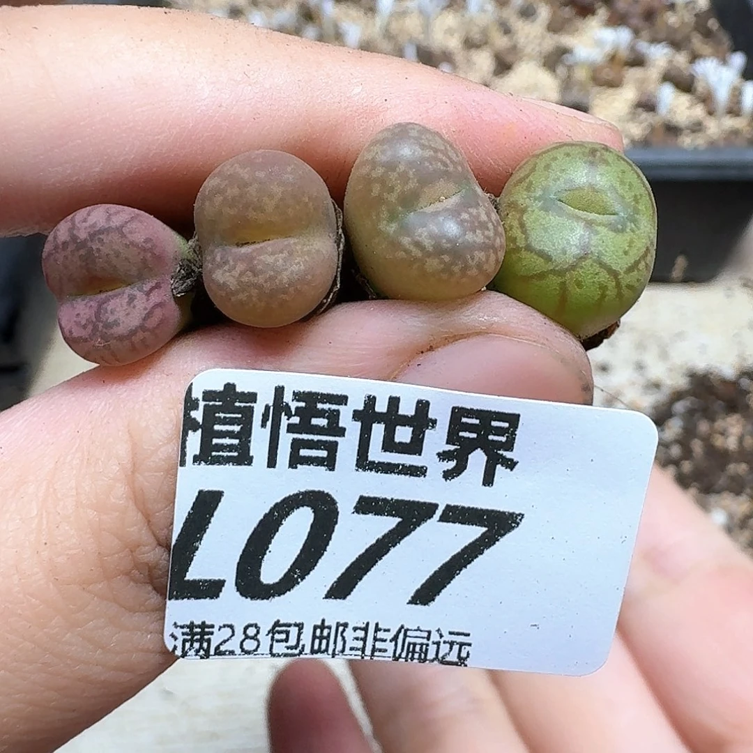 多肉植物的润泽地从v