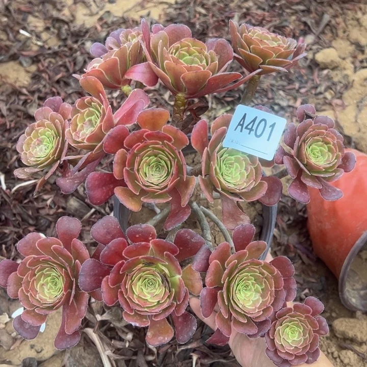 黑萝莉多肉植物401.