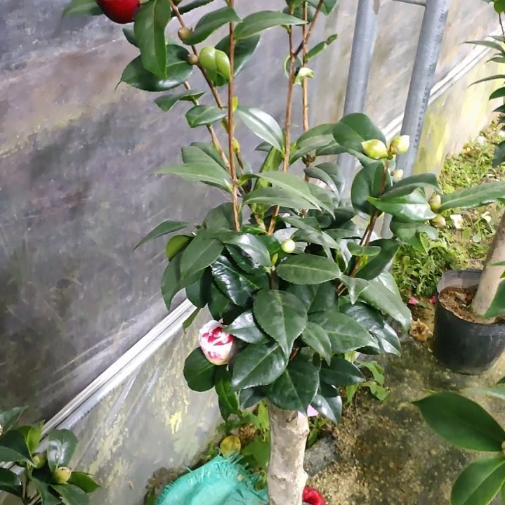 226黑贝，女郎，天鹅湖，原盆原土发货