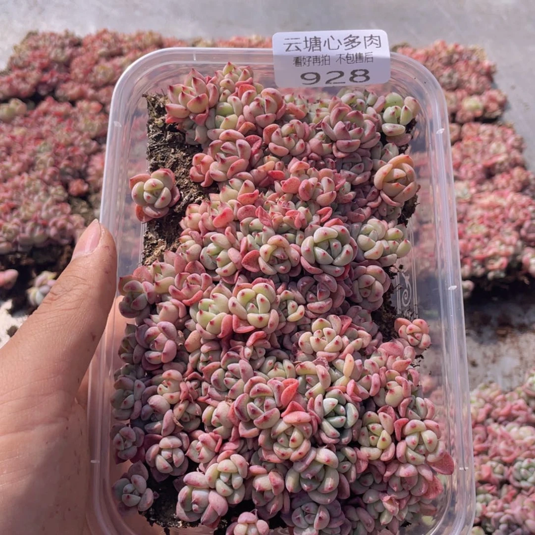 云糖心多肉植物928