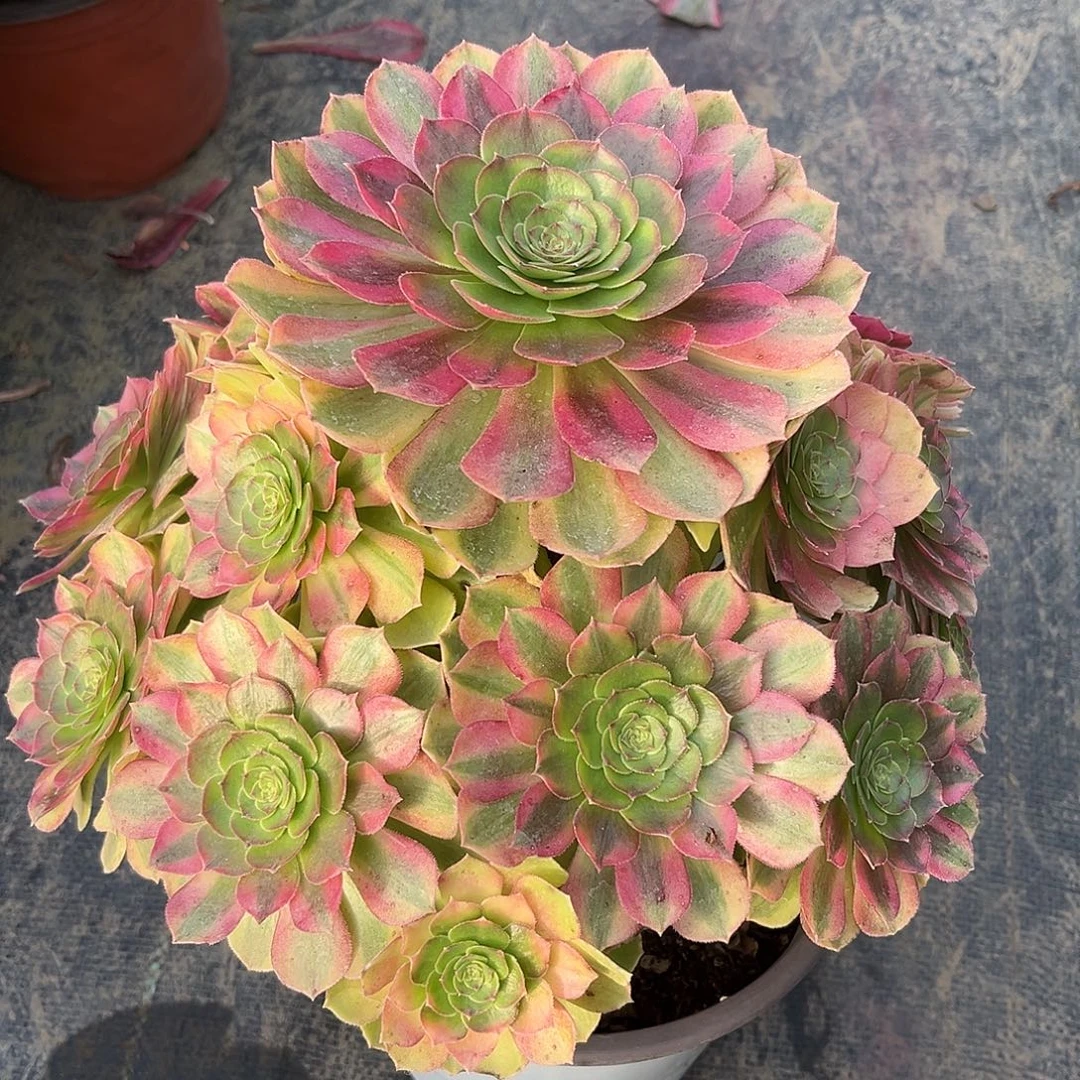 无花朵雨荷法师多肉植物漂亮