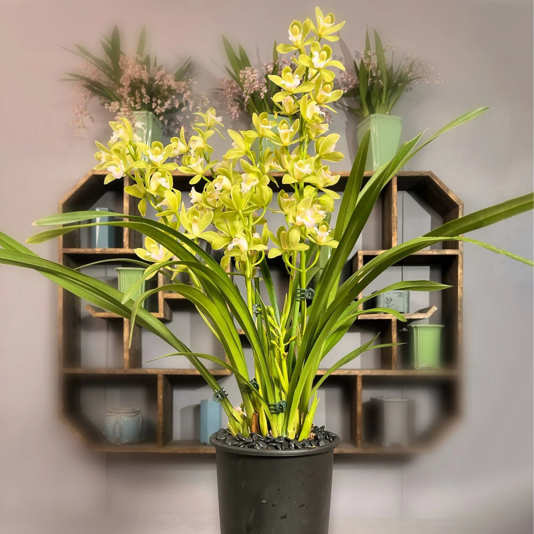 香水香兰兰花好养易活以香命名的一款兰花