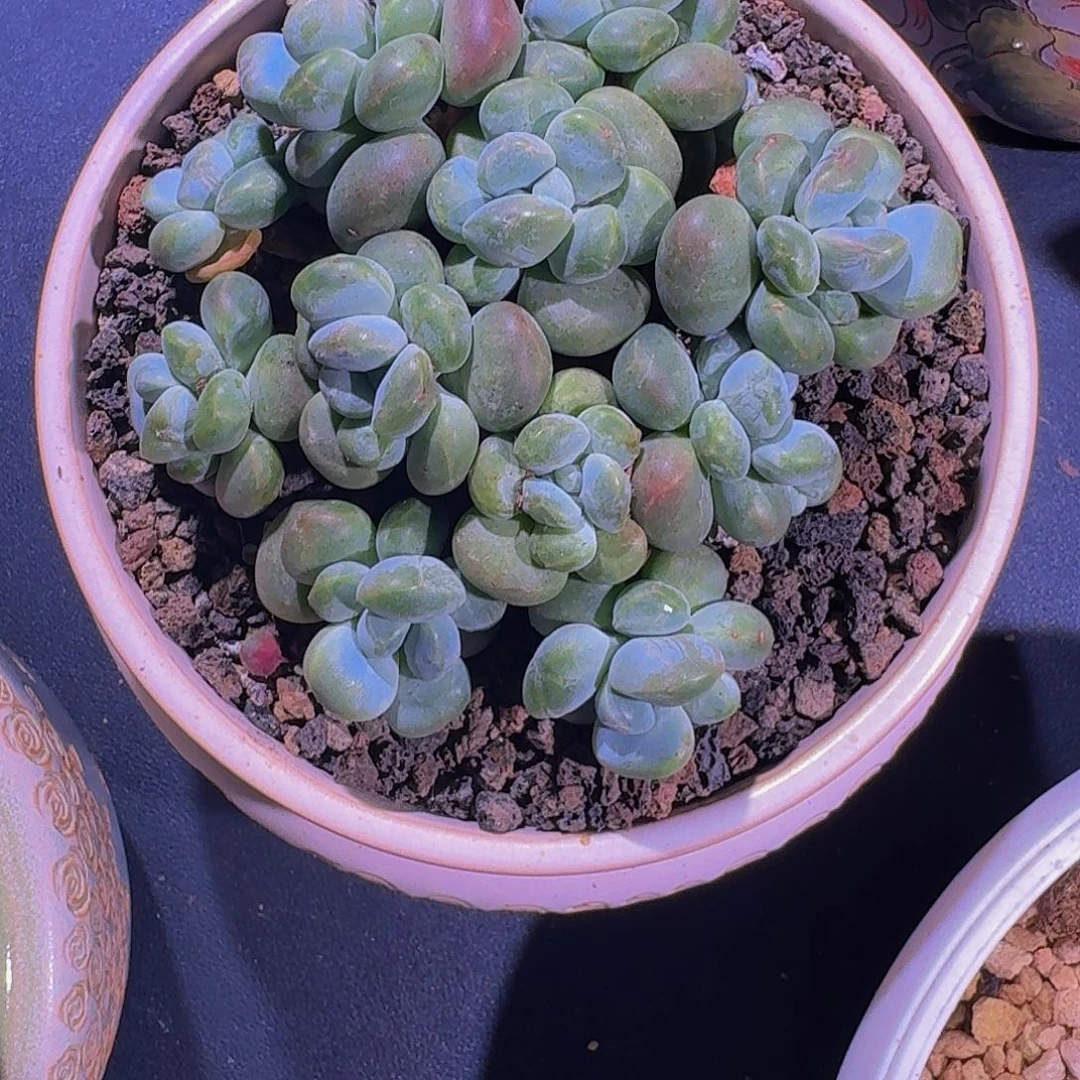 香玉 群生 一物一拍