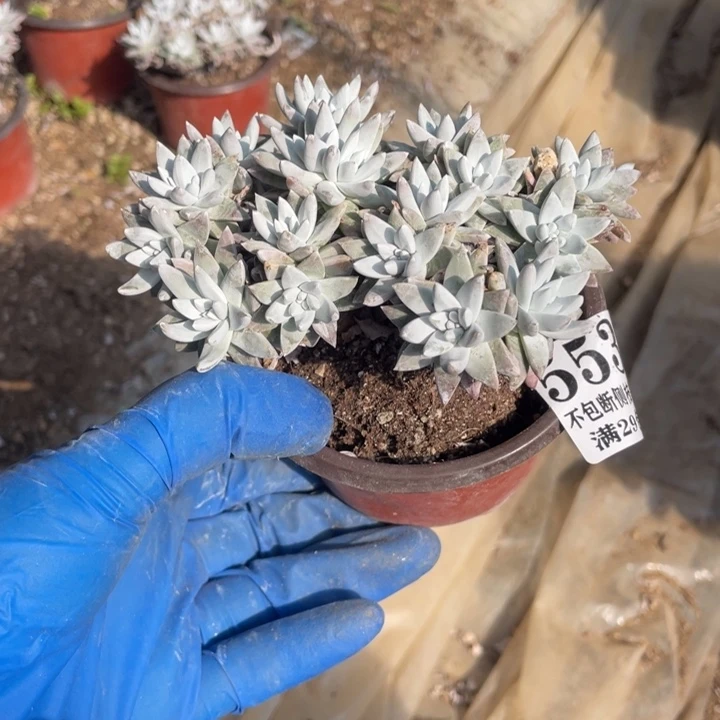 531号白菊多肉植物