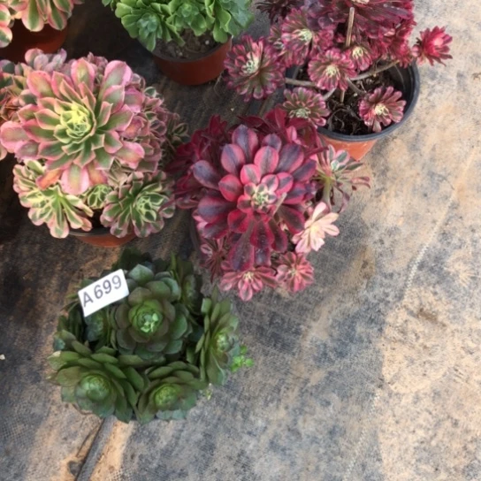 法师肉植物太****姐法师699