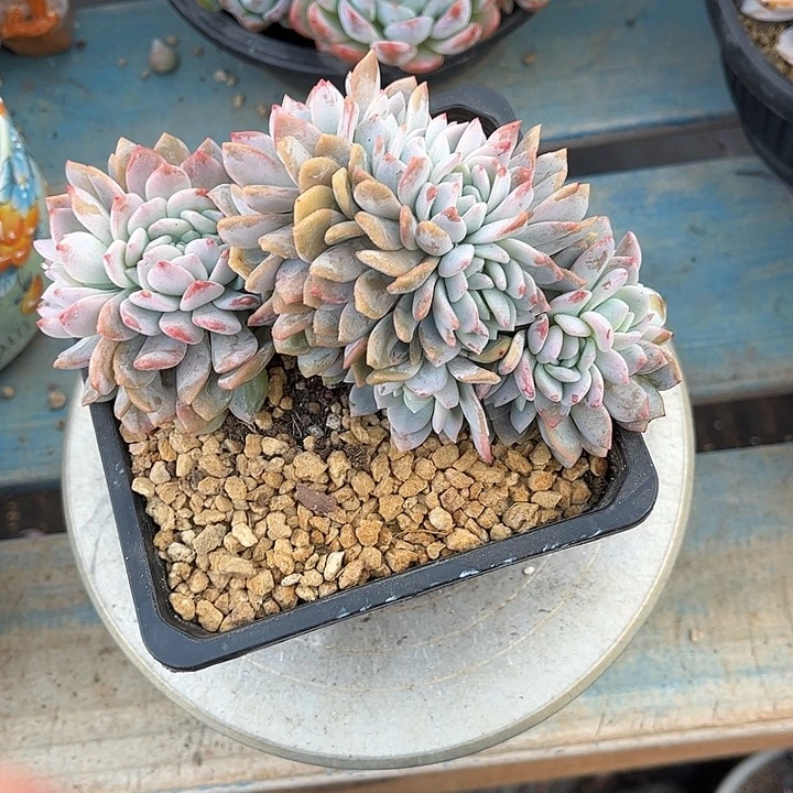 多肉植物一物一拍