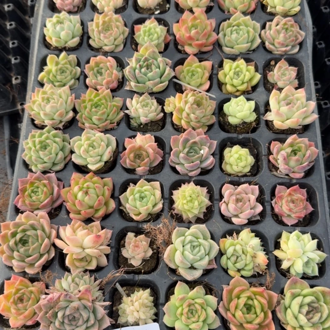 25-19左七麦秆杂交厚叶月影一盘量拍