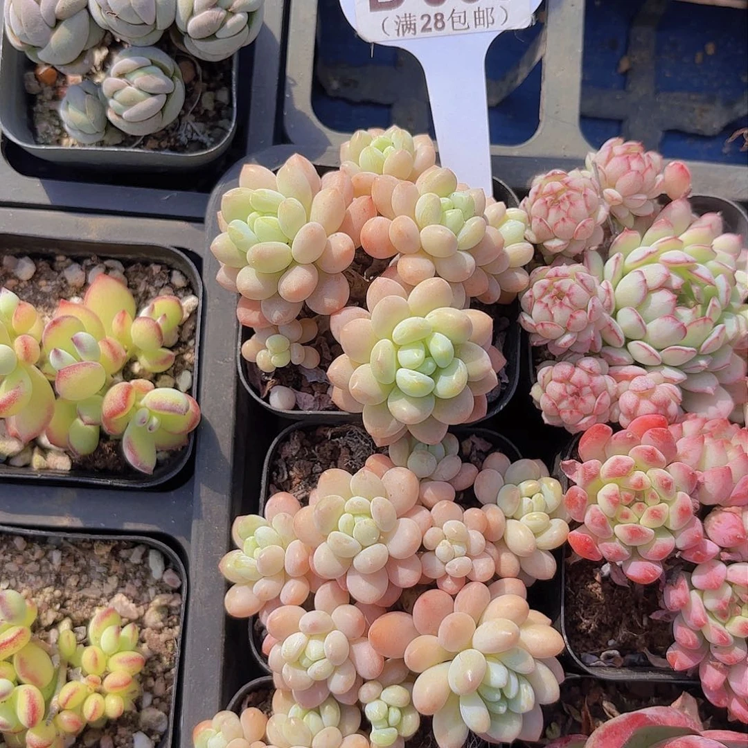 D668鱼子酱一物一拍