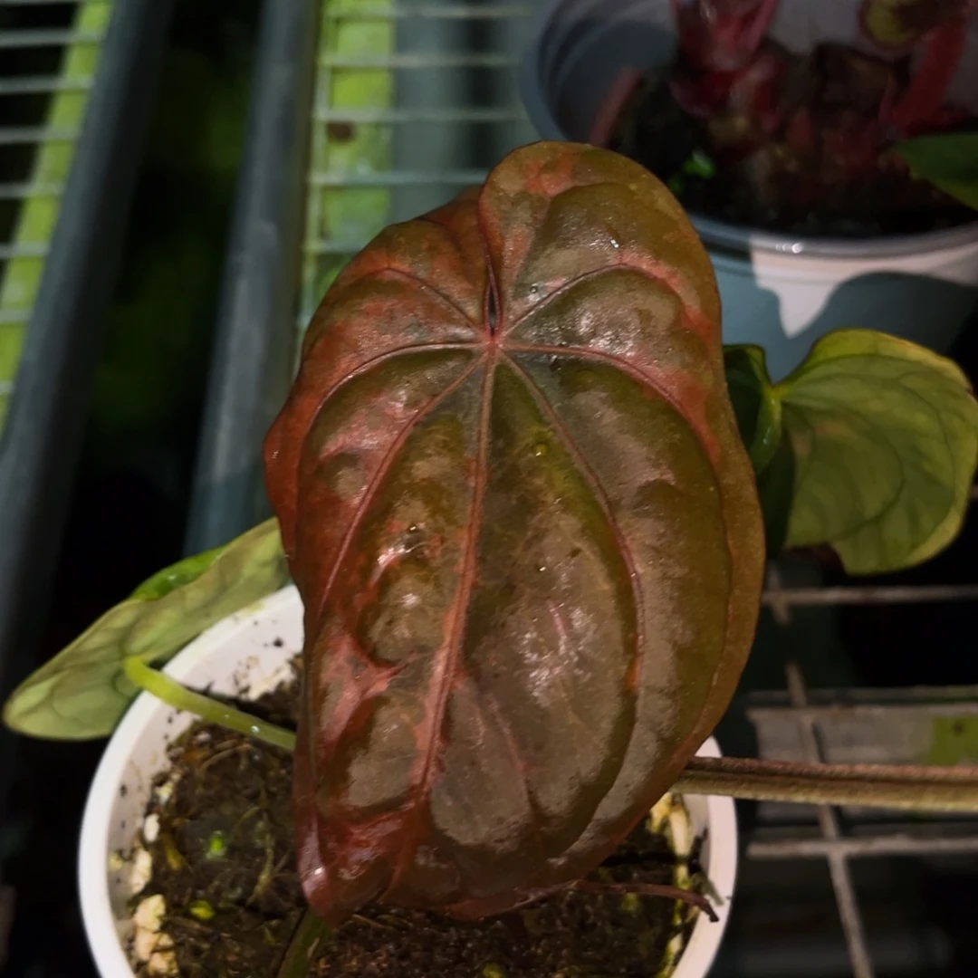 星***辰不开花植物戴斯花烛