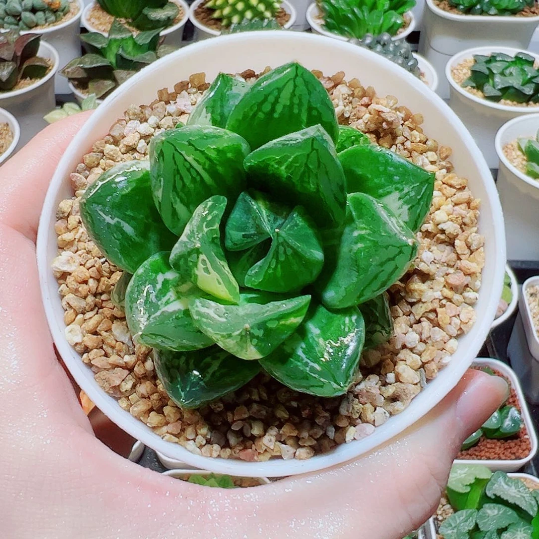 宝草玉露锦，8.8，6666福利