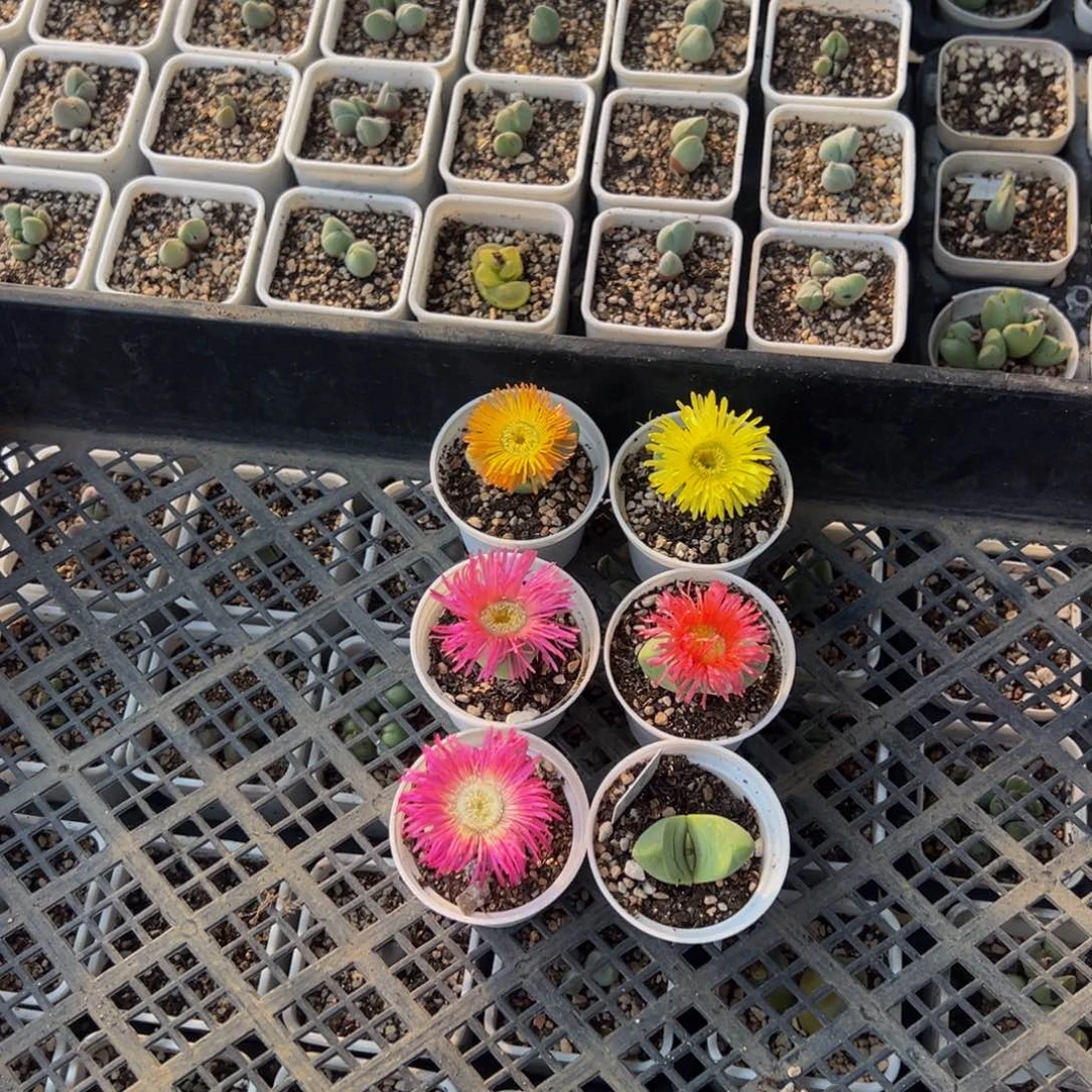 楼***月一组6棵多肉植物百科6